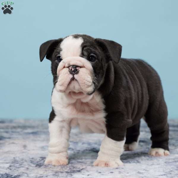 Diesel, Miniature Bulldog Puppy